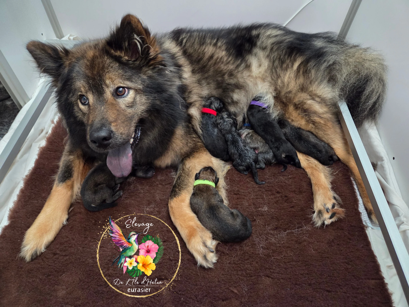 Chiot Eurasier De L'ile d'Hetna 