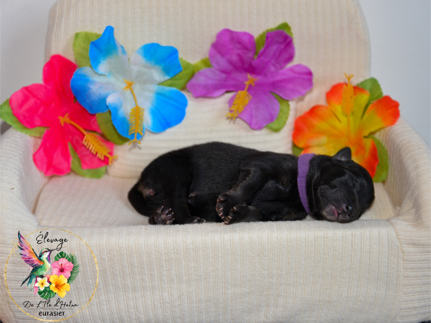 De L'ile d'Hetna  - Chiots disponibles - Eurasier