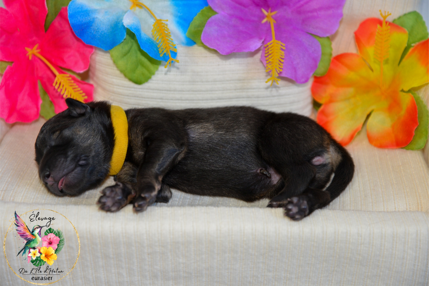 De L'ile d'Hetna  - Chiots disponibles - Eurasier