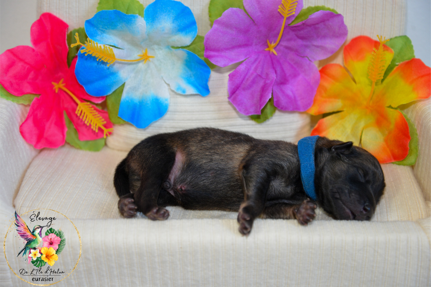 De L'ile d'Hetna  - Chiots disponibles - Eurasier