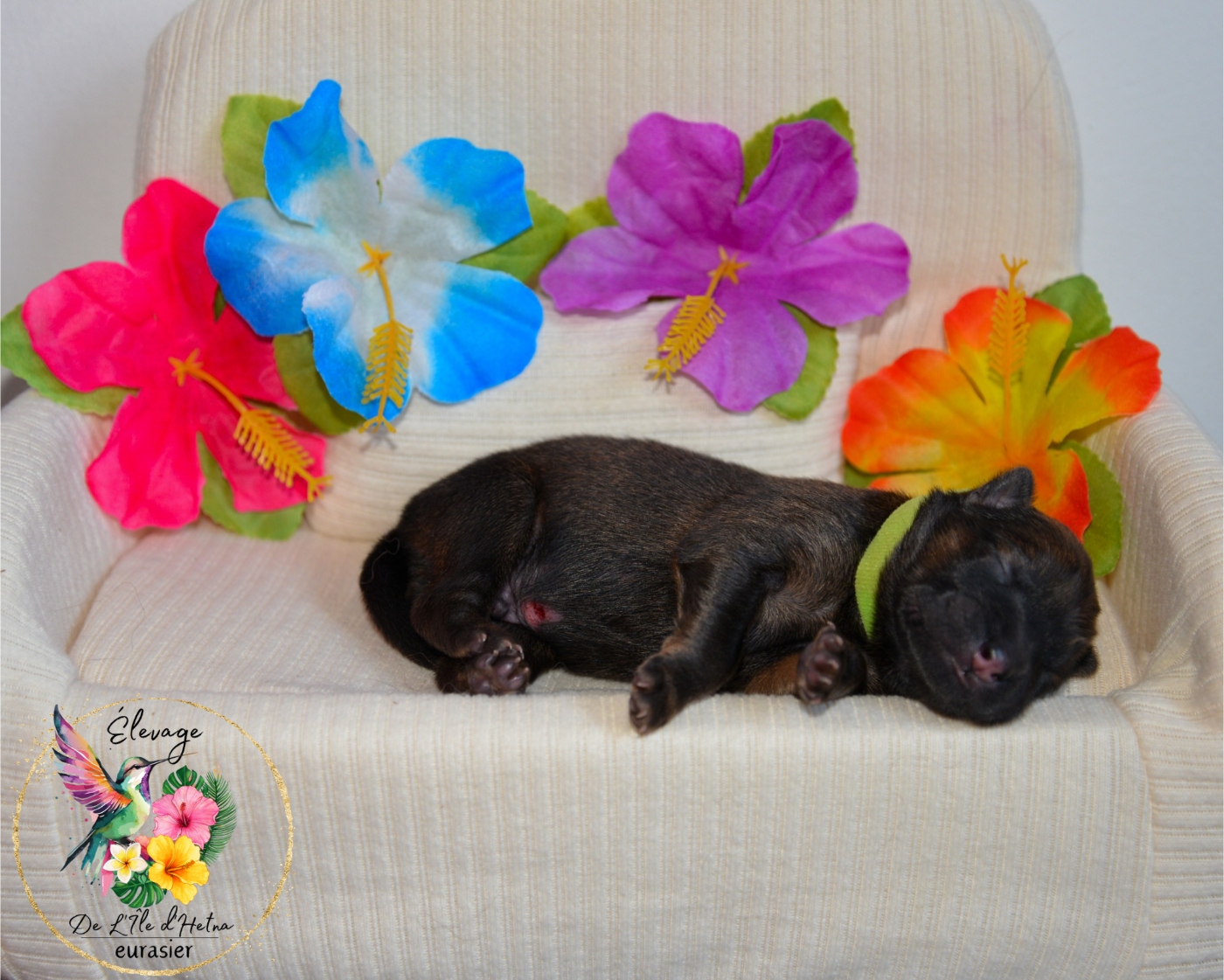 De L'ile d'Hetna  - Chiots disponibles - Eurasier