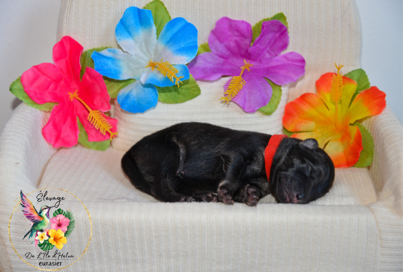 De L'ile d'Hetna  - Chiots disponibles - Eurasier