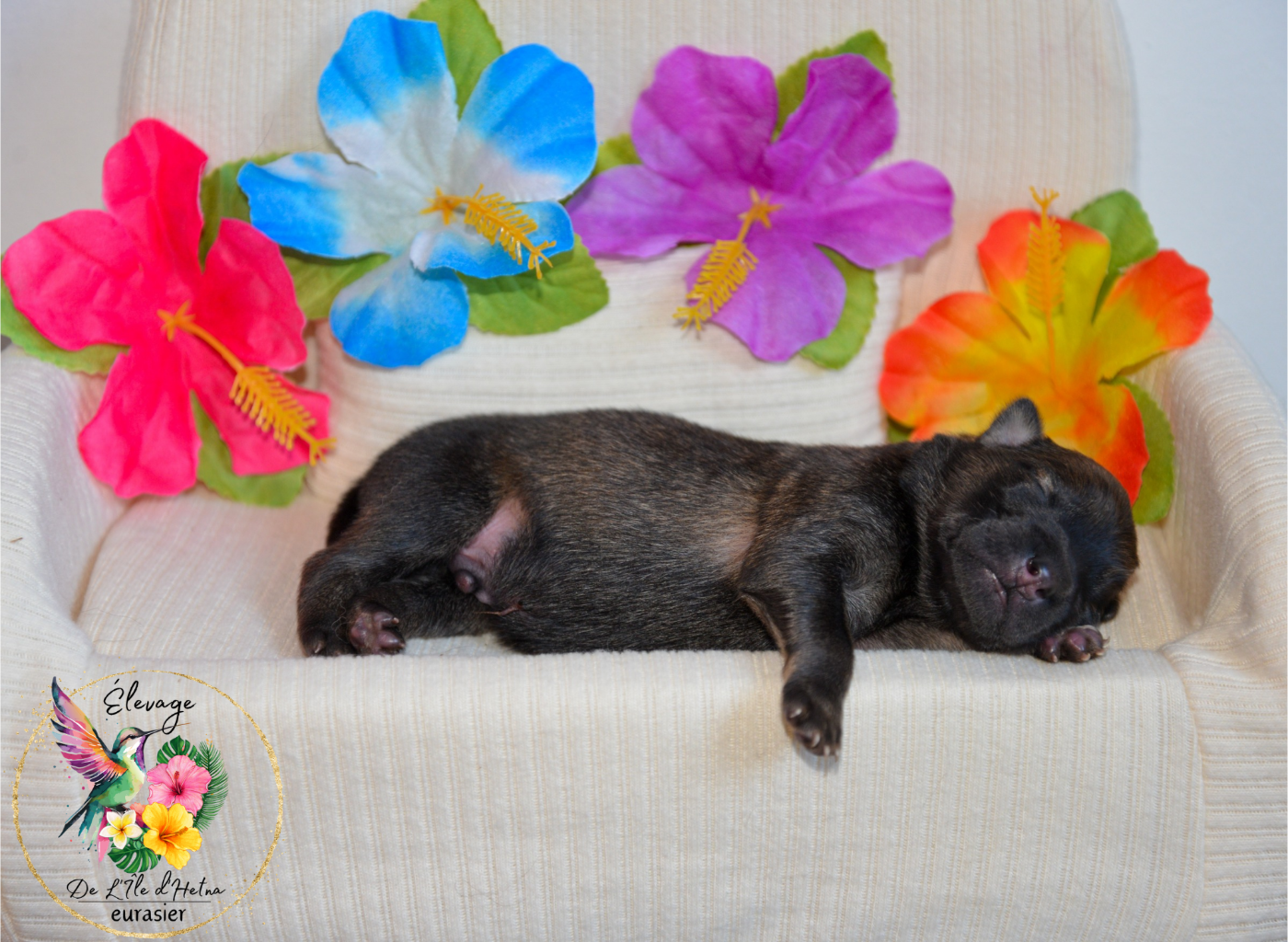 De L'ile d'Hetna  - Chiots disponibles - Eurasier