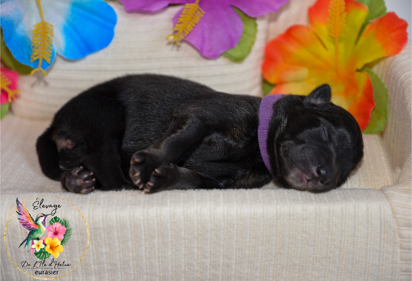 De L'ile d'Hetna  - Chiots disponibles - Eurasier