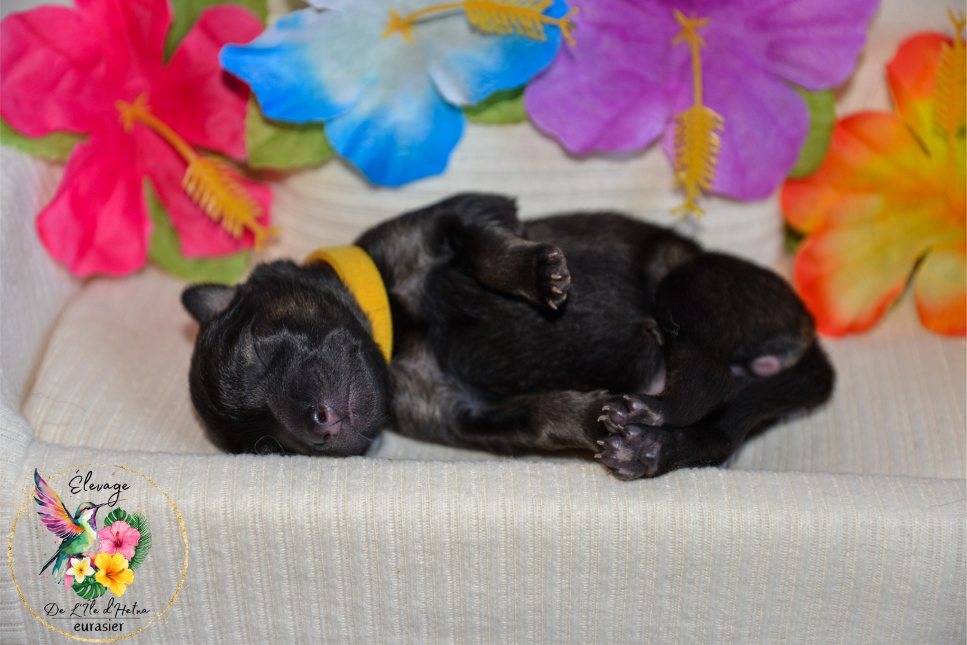 De L'ile d'Hetna  - Chiots disponibles - Eurasier