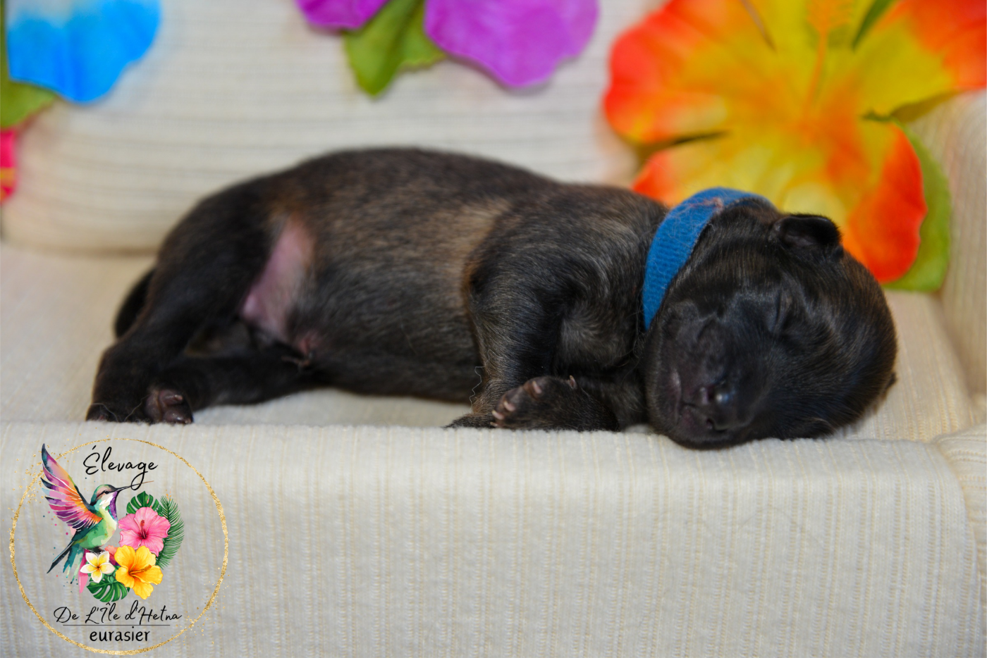 De L'ile d'Hetna  - Chiots disponibles - Eurasier