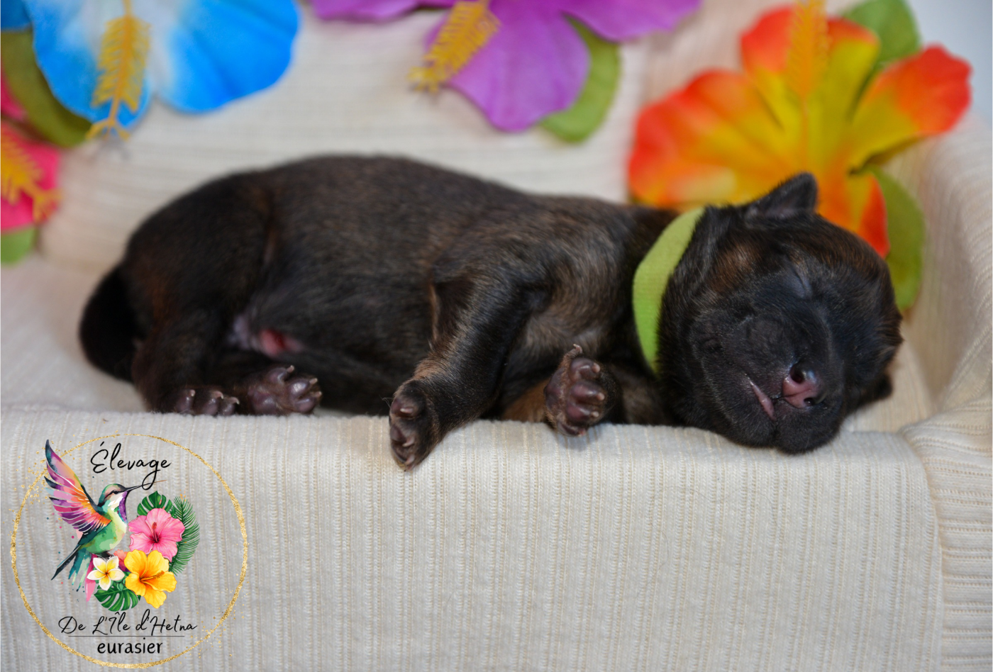 De L'ile d'Hetna  - Chiots disponibles - Eurasier