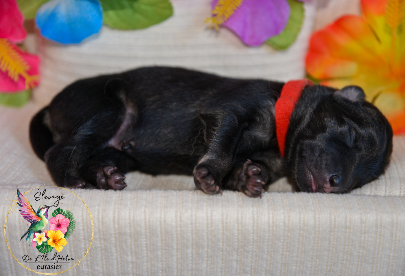 De L'ile d'Hetna  - Chiots disponibles - Eurasier