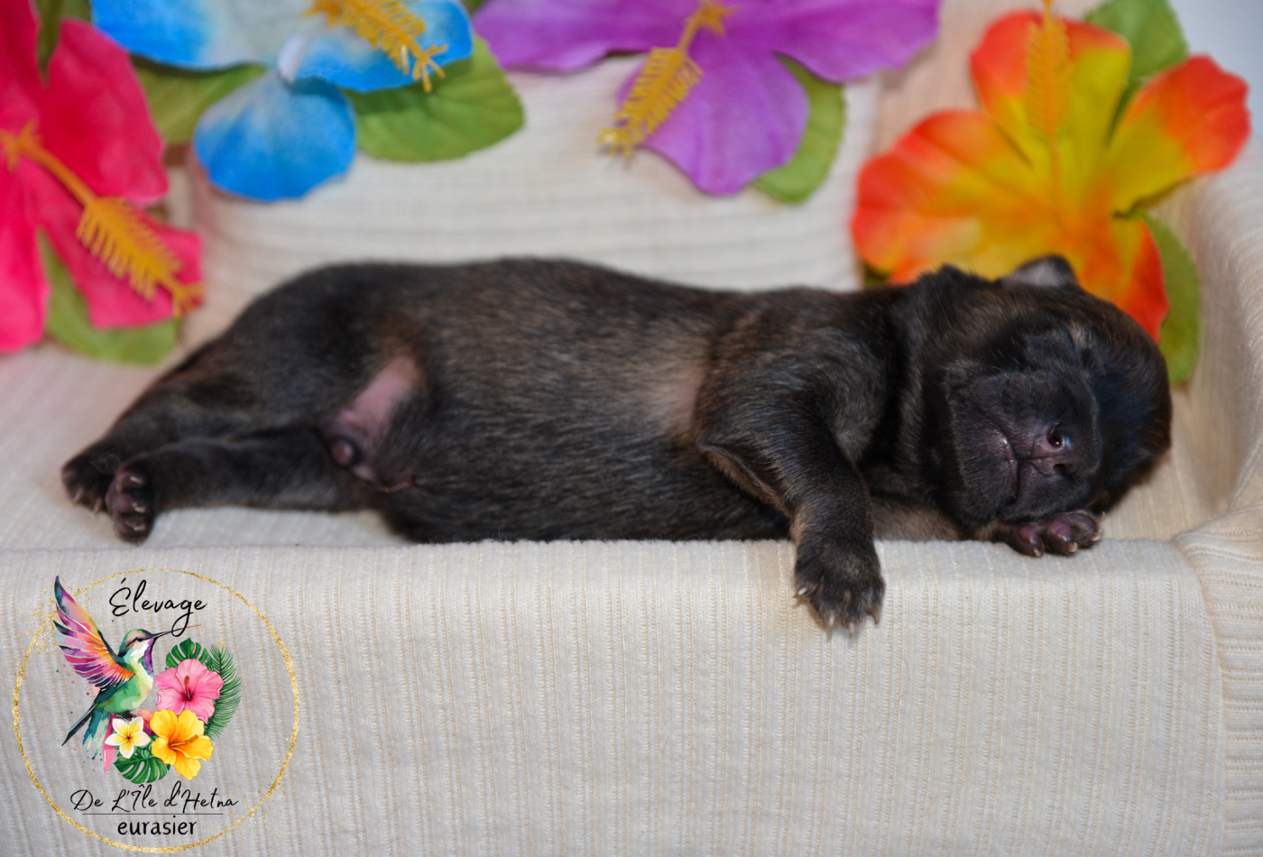 De L'ile d'Hetna  - Chiots disponibles - Eurasier