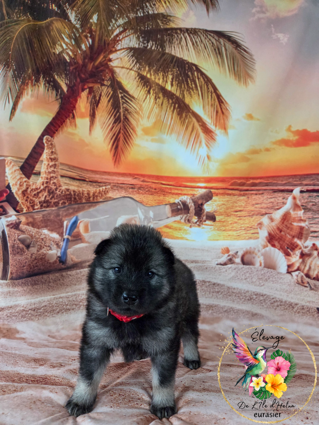 De L'ile d'Hetna  - Chiots disponibles - Eurasier